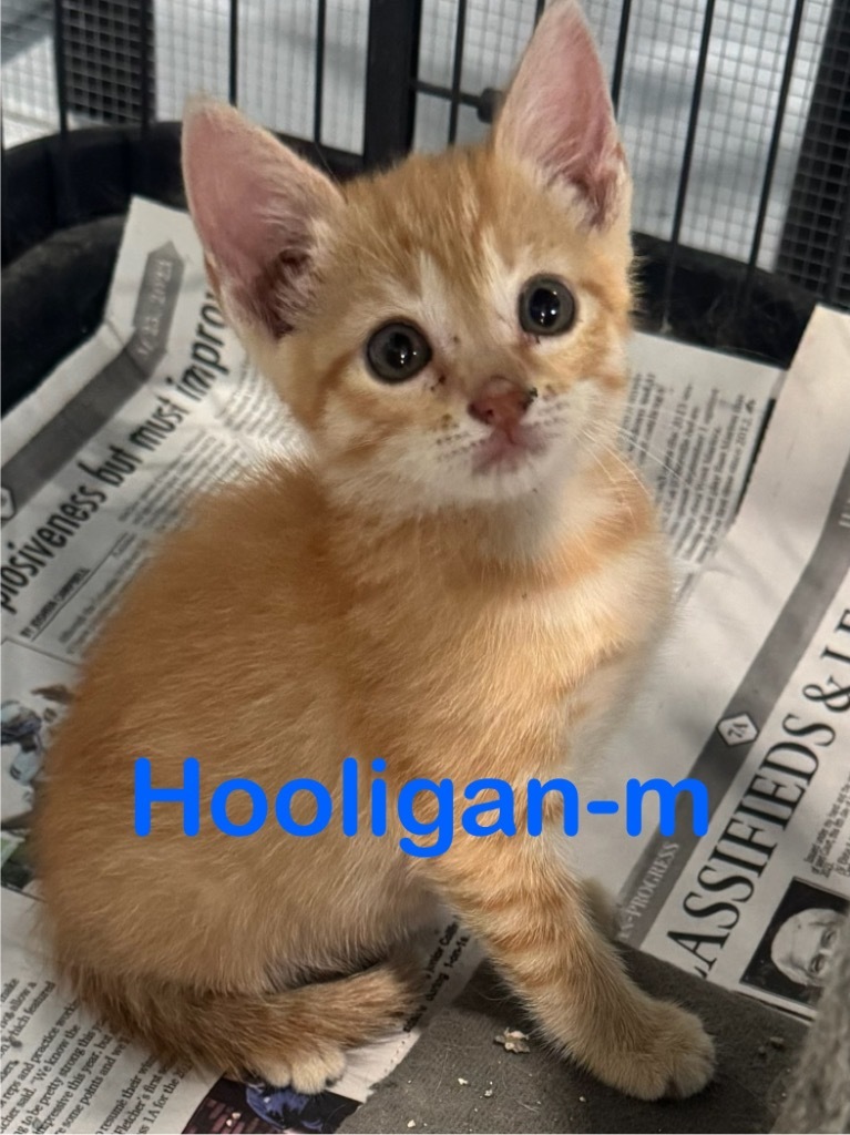 Hooligan 25