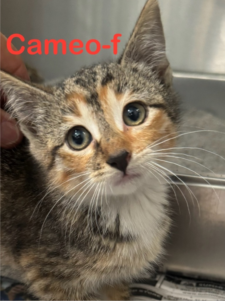 Cameo 25