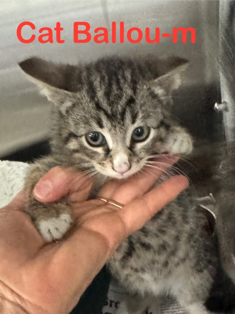 Cat Ballou 25