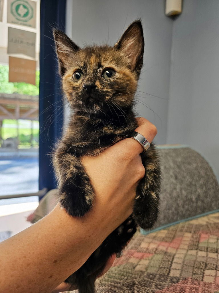 Sabrina