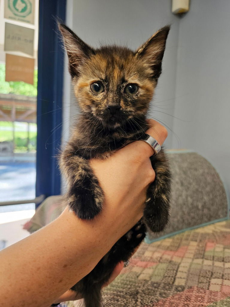 Sabrina