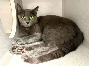 Bonnie Domestic Short Hair Cat
