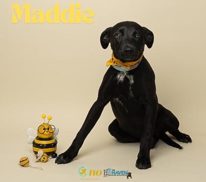 Maddie 1