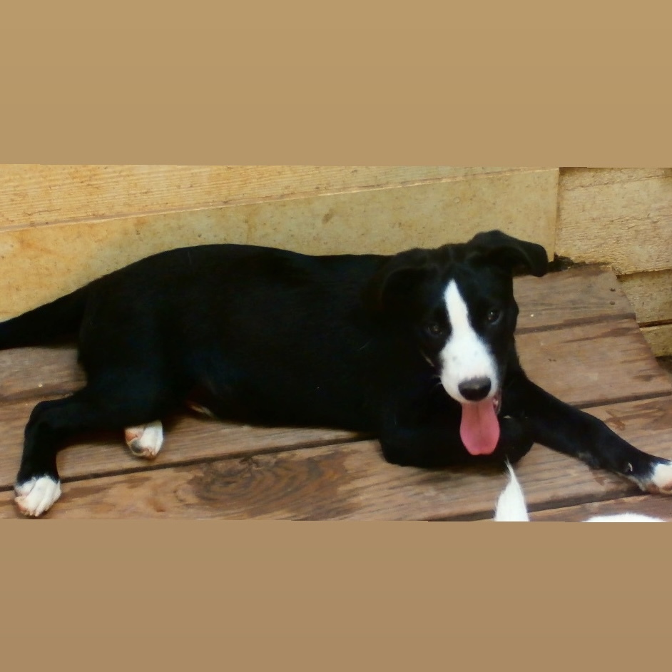 Oreo