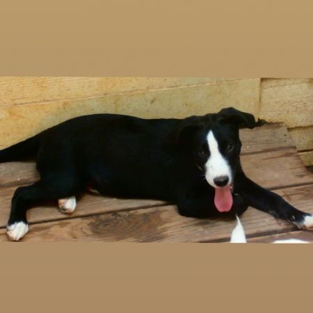 Oreo