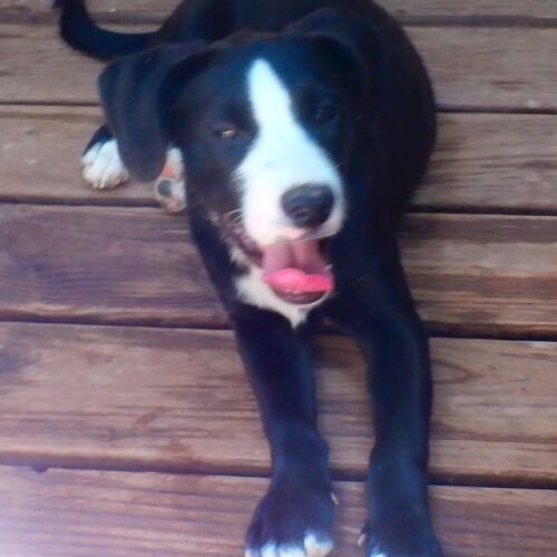 Oreo Photo