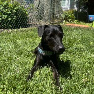 Midnight, Young Male Feist