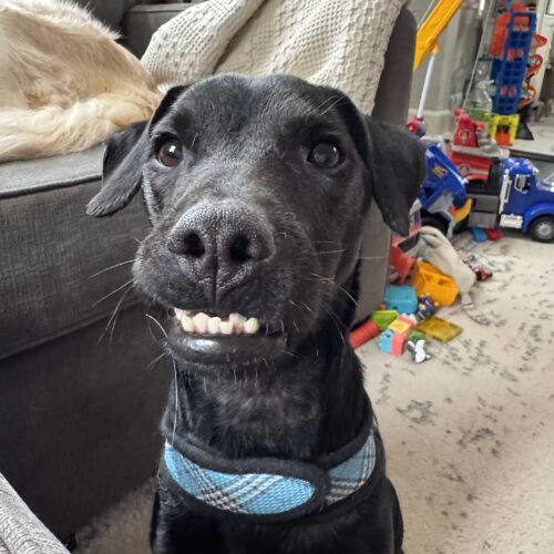 Midnight, an adoptable Feist, Mixed Breed in Verona, NJ, 07044 | Photo Image 3