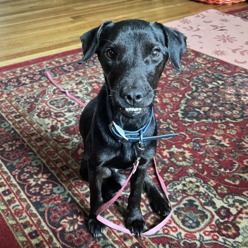 Midnight, an adoptable Feist, Mixed Breed in Verona, NJ, 07044 | Photo Image 5