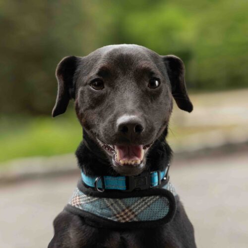 Midnight, an adoptable Feist, Mixed Breed in Verona, NJ, 07044 | Photo Image 6