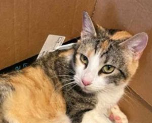 Dolly, Adult Female Calico