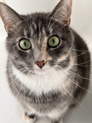 Caesar