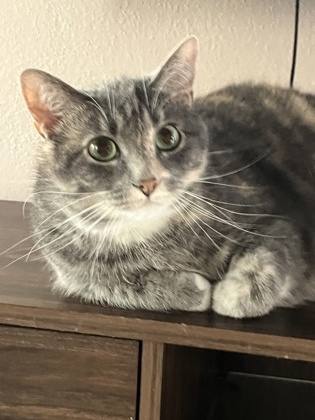 Caesar