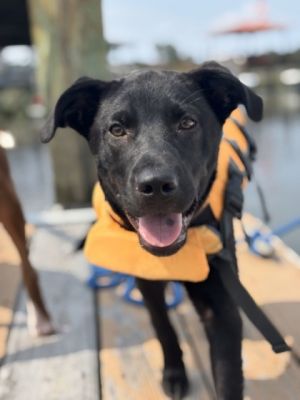 Glinda, Baby Female Retriever