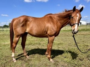 Lady `Enticing Mr. G`, Adult Female unknown