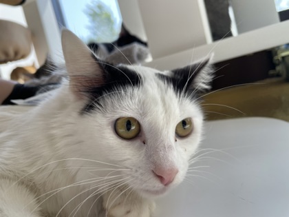 Xena
