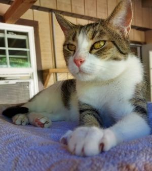 Cleo, Adult Female unknown