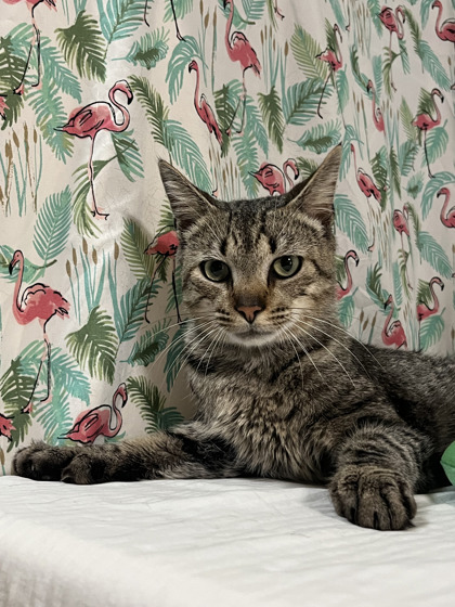Ernest
