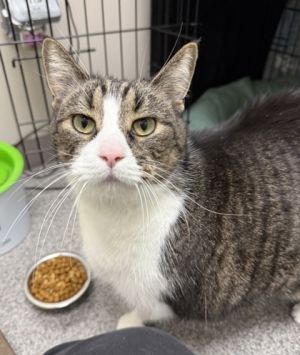 Tubbies, Senior Male Domestic Short Hair