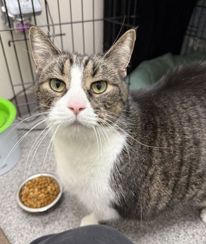 Tubbies, an adoptable Domestic Short Hair in Neenah, WI, 54956 | Photo Image 1