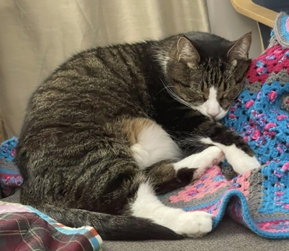 Tubbies, an adoptable Domestic Short Hair in Neenah, WI, 54956 | Photo Image 2