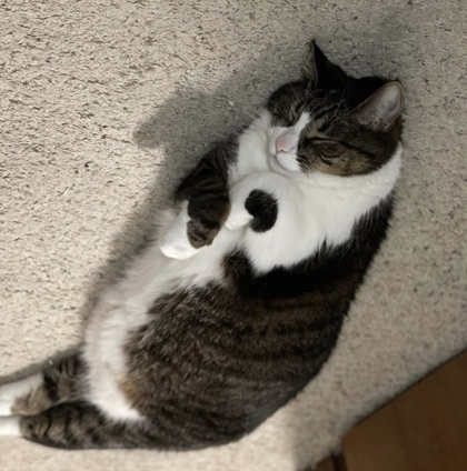 Tubbies, an adoptable Domestic Short Hair in Neenah, WI, 54956 | Photo Image 3