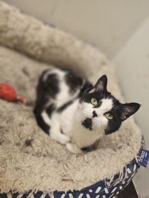 Angel, Senior Female unknown