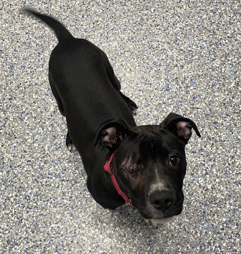 Leela (Mocha)