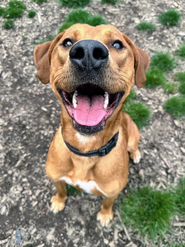 Dodger