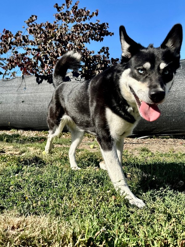 Delia, an adoptable Siberian Husky in Salem, OR, 97301 | Photo Image 1