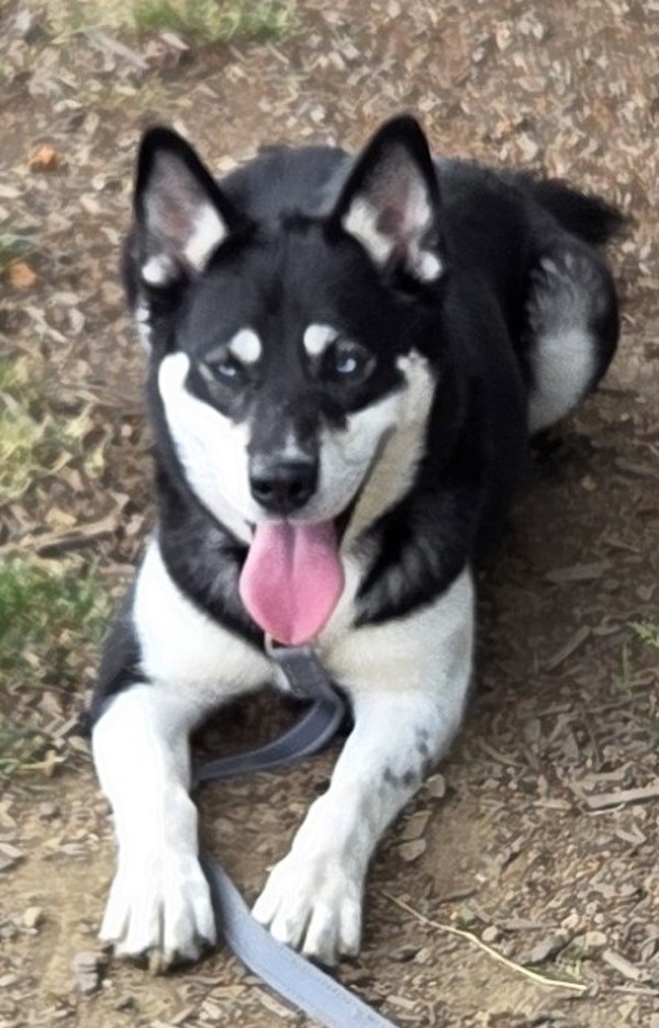 Delia, an adoptable Siberian Husky in Salem, OR, 97301 | Photo Image 2