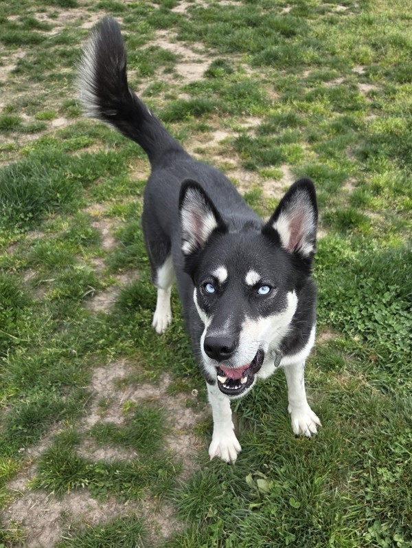 Delia, an adoptable Siberian Husky in Salem, OR, 97301 | Photo Image 3