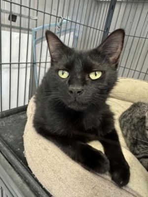 Starkist, Young Female Domestic Short Hair
