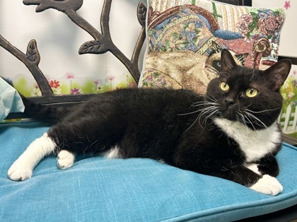 OZZY & Kurt - Bonded pair