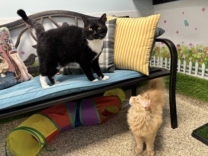 OZZY & Kurt - Bonded pair