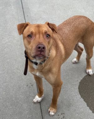 Wesley (Rusty), Baby Male Boxer
