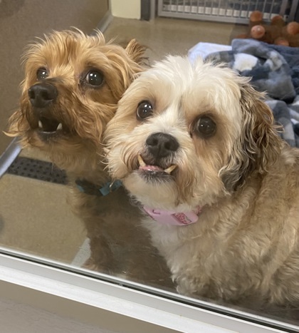 BENTLEY & Roxie - Bonded Pair