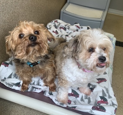 ROXIE & Bentley - Bonded Pair