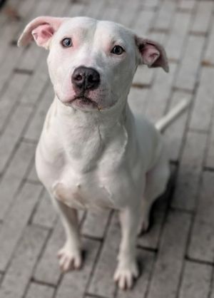 Hello Im Katniss Ive got a heart full of love and a tail that never stops wagging Im an adult