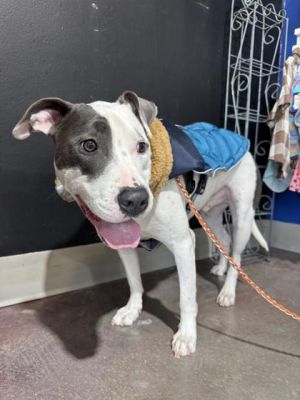 Eustace is a total sweetheart with a big heart and an even bigger love for naps This handsome fella