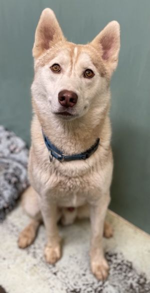 Soldier, Adult Male Husky