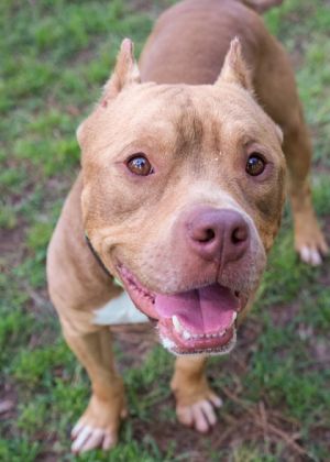 Caramel is a 2-year-old pocket pittie with a heart as sweet as his name Compact in size but big o