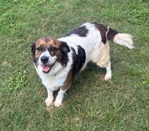 Paisley, Adult Female Mixed Breed