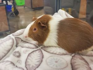 Jumbo Wumbo, Baby Male Guinea Pig