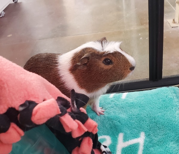 Mr. Pickles