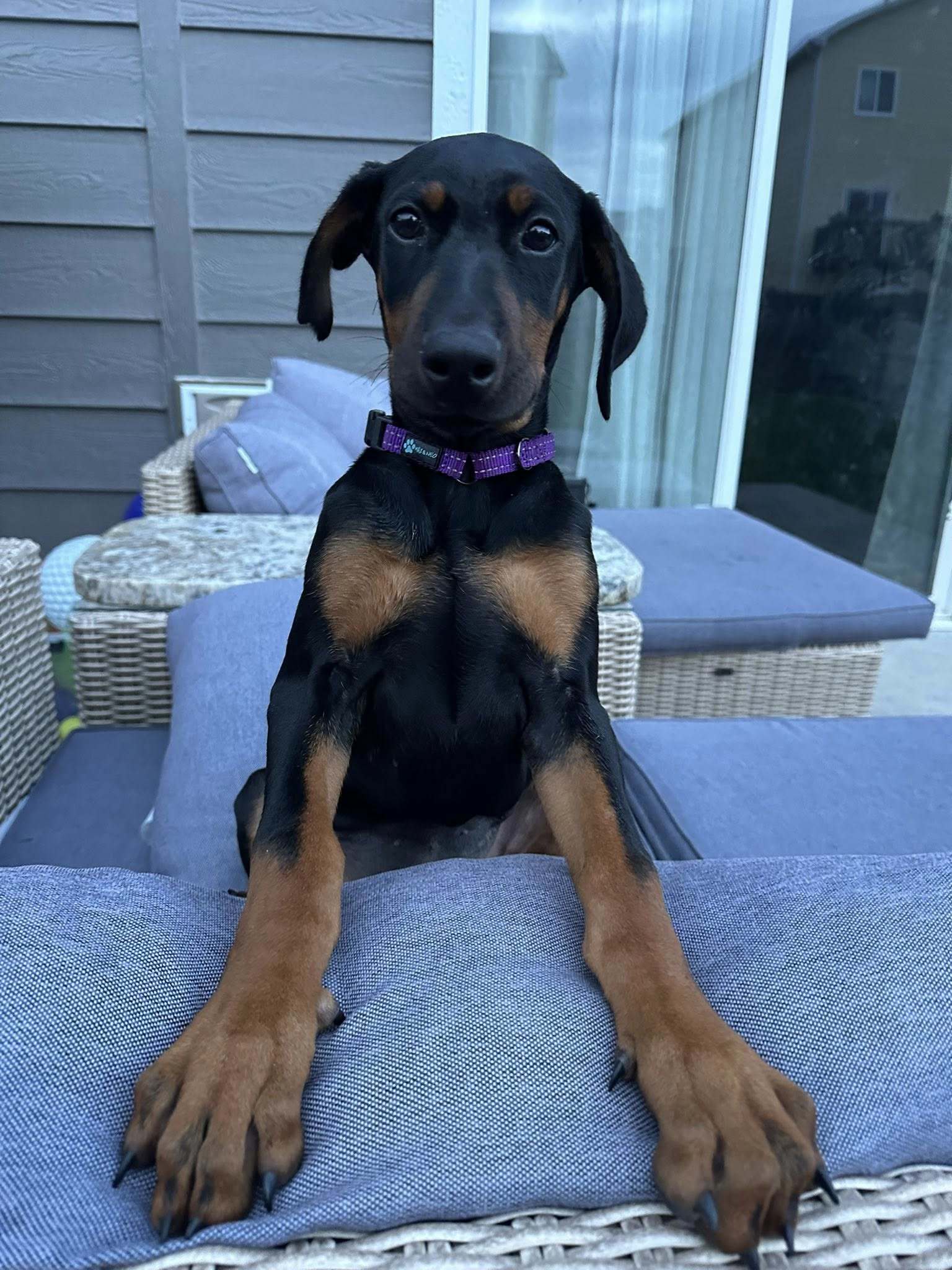 Elvira