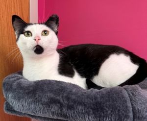 Chipotle, Young Female Domestic Short Hair