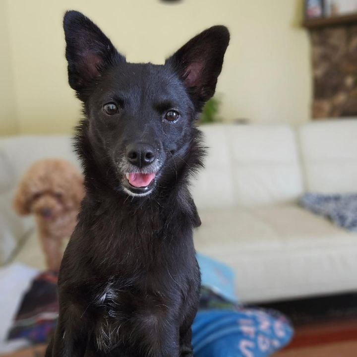 Darla 1