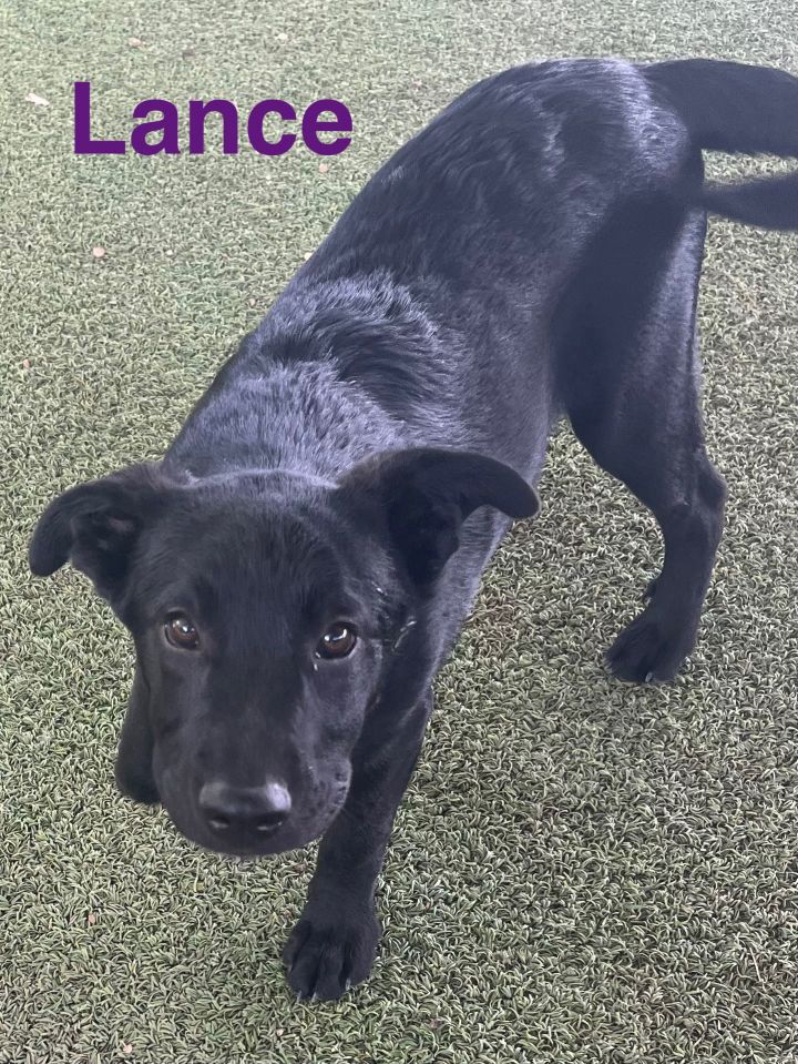 Lance 1
