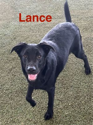 Lance, Young Male unknown